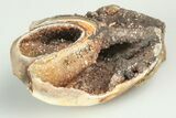 Chalcedony Replaced Gastropod With Sparkly Quartz - India #188786-1